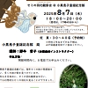 セミの羽化観察会のチラシ